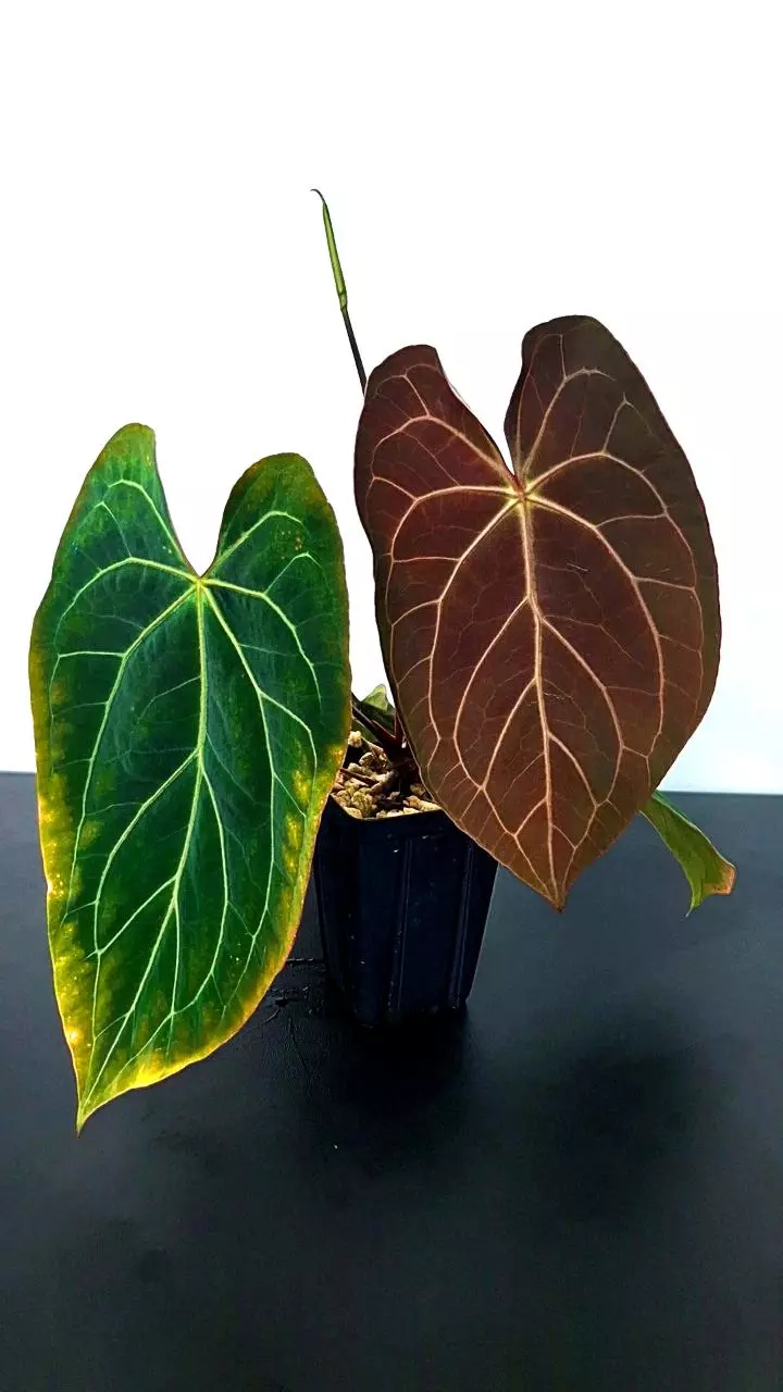plant/A180 Papillaminum 'Manta' Anthurium-0