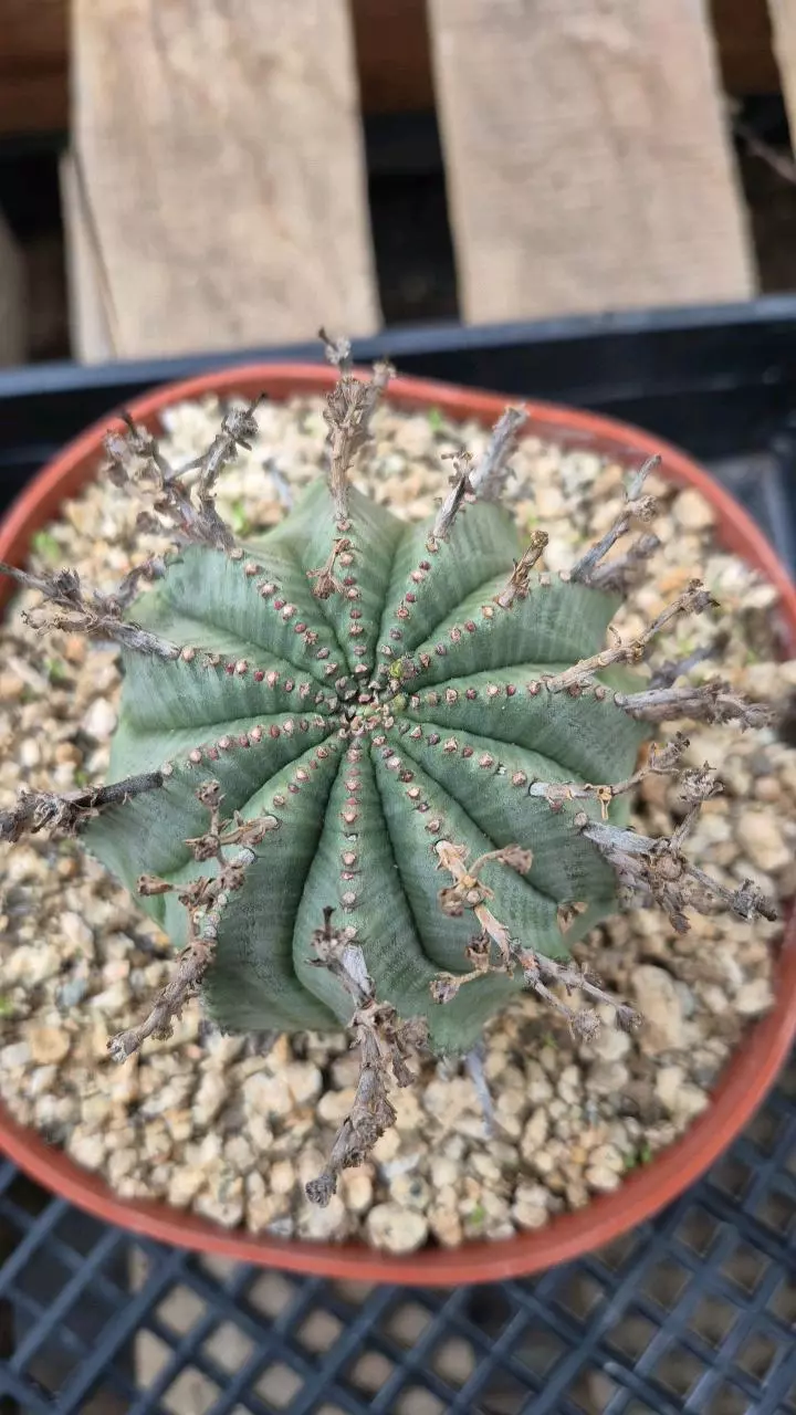 plant/E125 Euphorbia meloformis x horrida-1