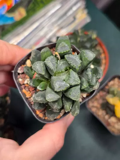 plant/Haworthia Maughanii Variegated (Non Varigated)-2-thumbnail