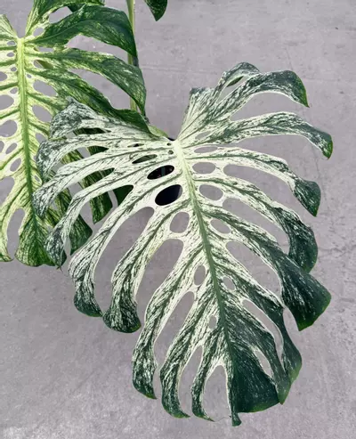 plant/Large Monstera White Devil Monster-4-thumbnail
