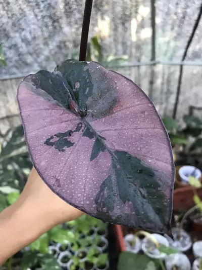 plant/Pink Variegated Alocasia Serendipity Corm-1-thumbnail