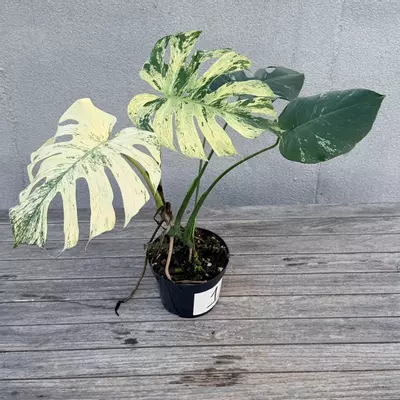 plant/Monstera White Monster-3-thumbnail