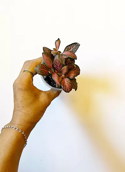 plant/🫟 Fittonia Flammule-1-thumbnail