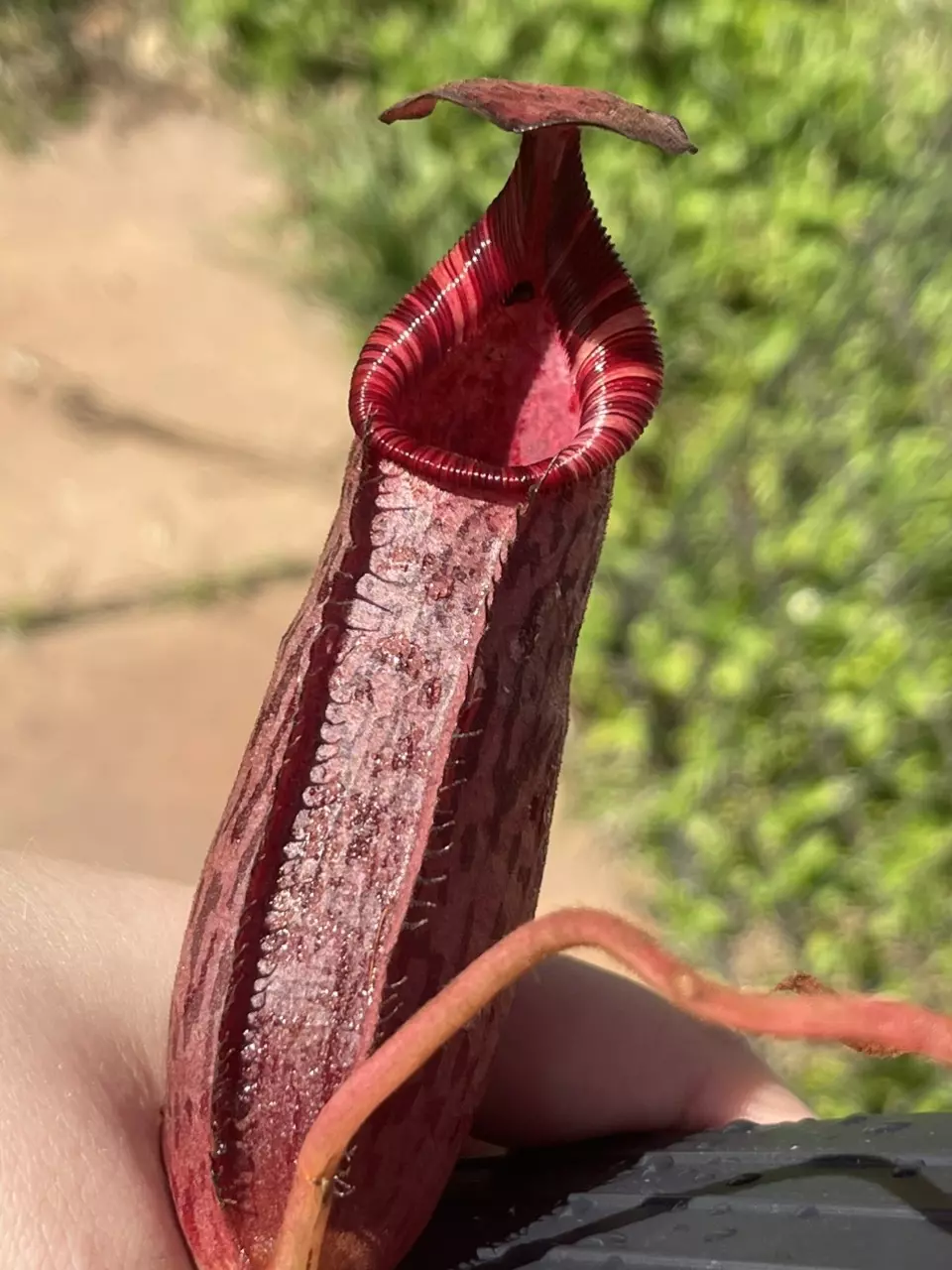 plant/(Veitchii x lowii) x spectabalis-1