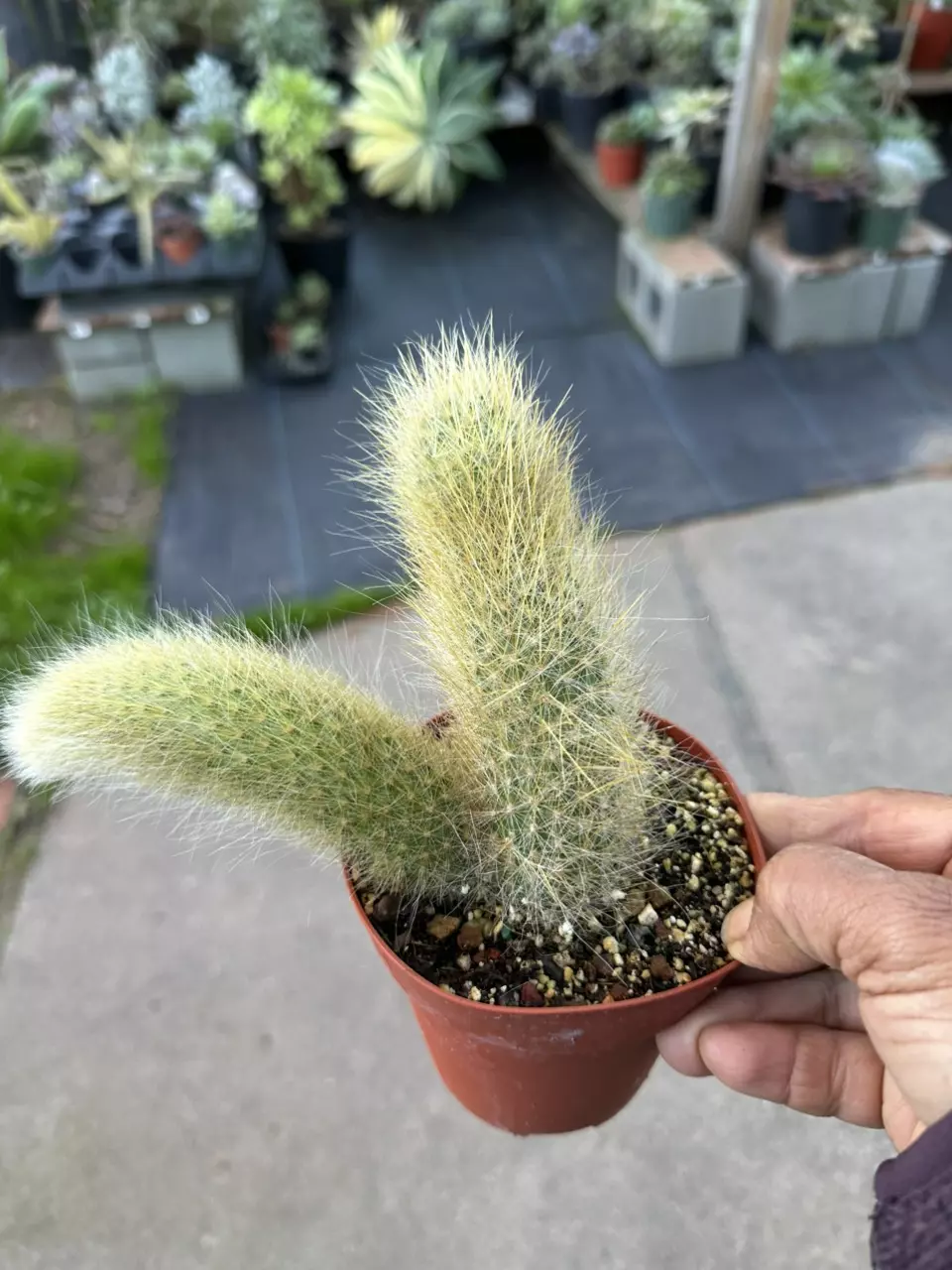 plant/Monkey tail cactus in 4 inch pots-1