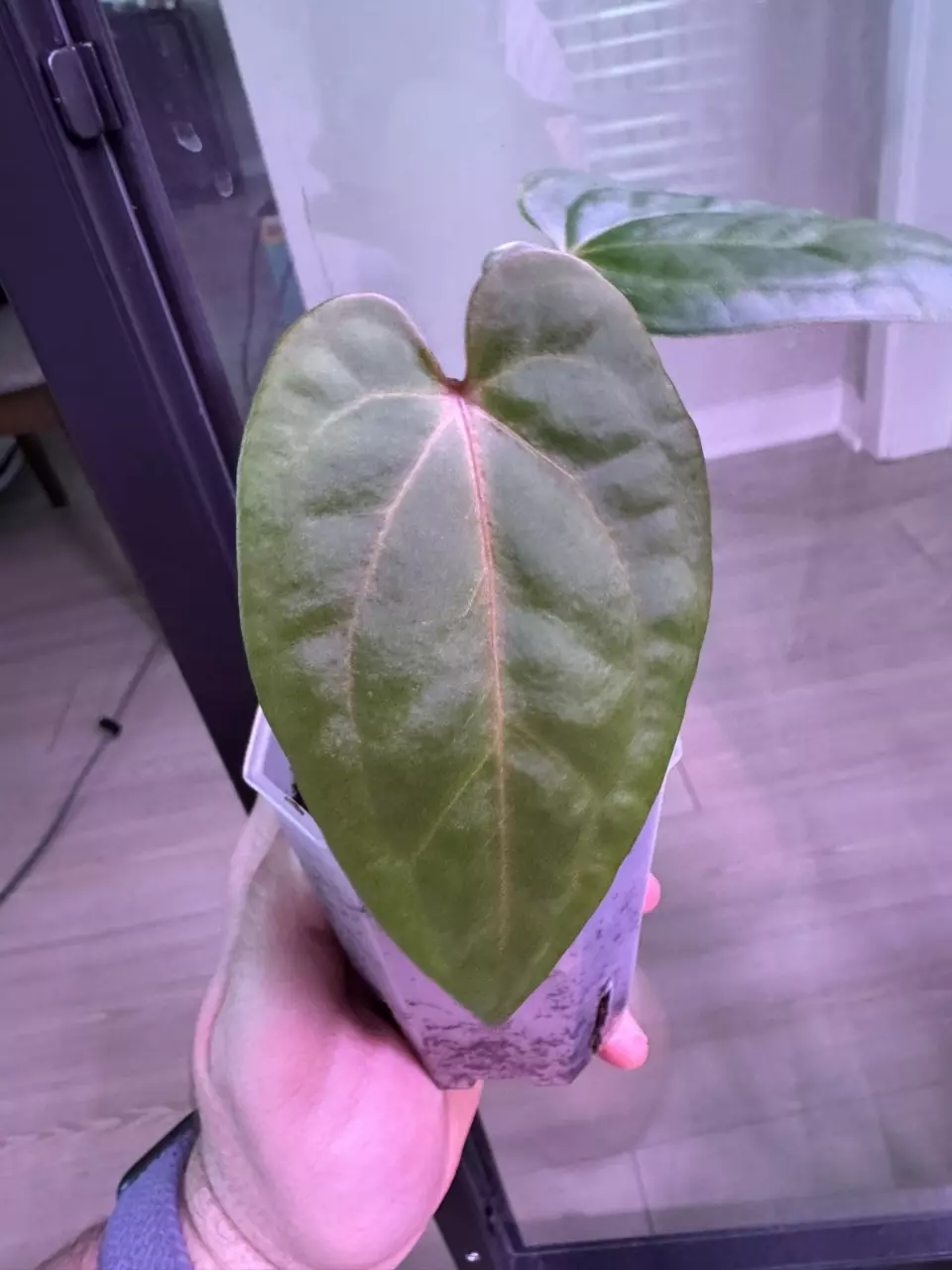 plant/(Pap RA 8x16) x Carla RA 18-0