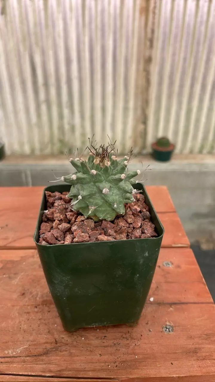 plant/Ps527 Turbinicarpus alonsoi-1