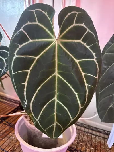 plant/*New* Anthurium red crystal X Brielle fresh seeds-1-thumbnail