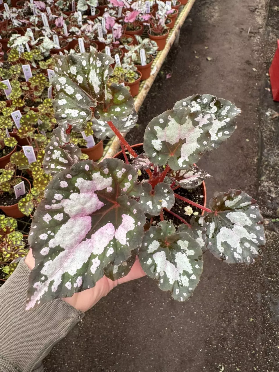 plant/Begonia Harmony’s twisted sister 4” pot growers choice-0