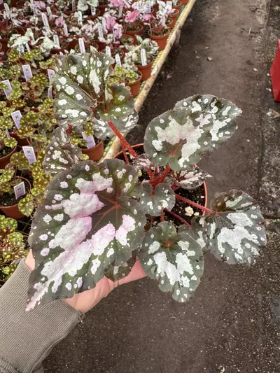 plant/Begonia Harmony’s twisted sister 4” pot growers choice-0-thumbnail