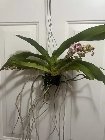 plant/Rhynchostylis gigantea spots b52 - in full bloom as of 12/10-2-thumbnail