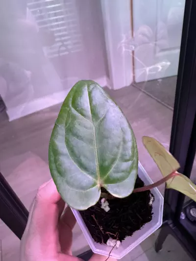 plant/(Pap RA 8x16) x Carla RA 18-2-thumbnail