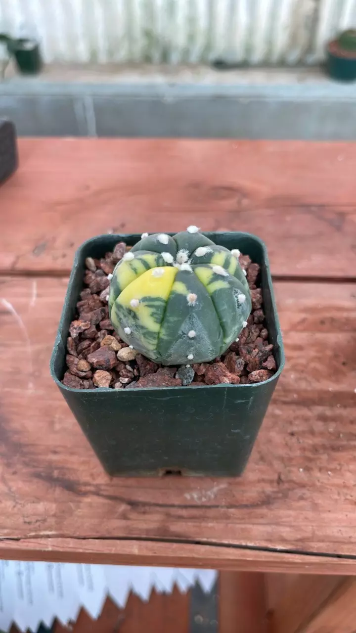 plant/Ps525 astrophytum asterias variegated-1