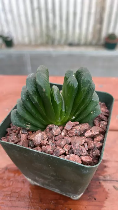 plant/Ps522 Haworthia truncata ‘lime green’-0-thumbnail