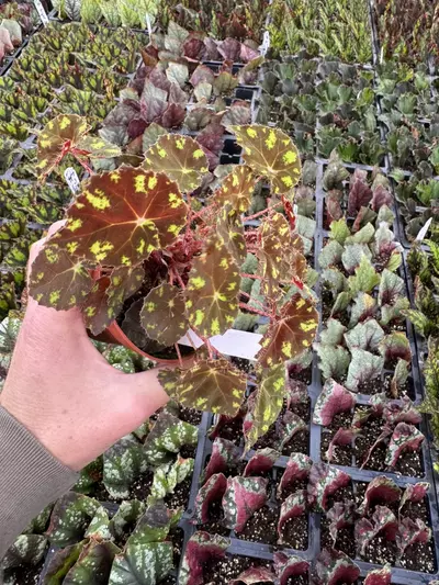 plant/Begonia Kit Kat 4” pot growers choice-3-thumbnail