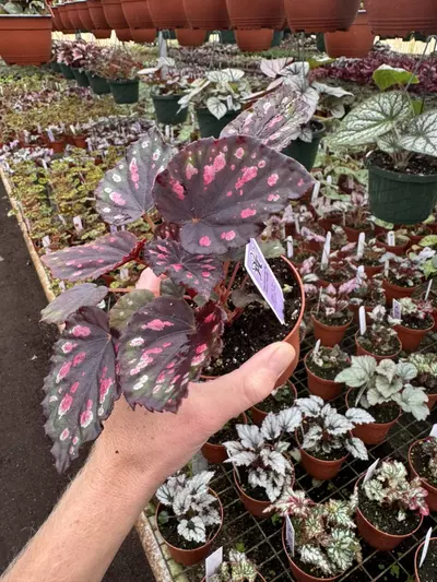 plant/Begonia Harmony’s red hots 4” pot growers choice-3-thumbnail
