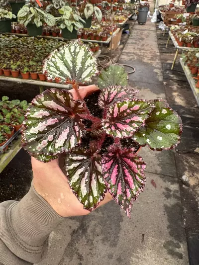plant/Begonia Lacey clossom 4” pot growers choice-5-thumbnail