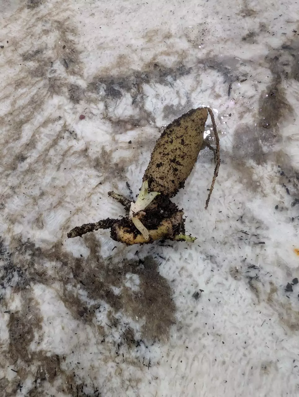 plant/Stylochaeton Bogneri RHIZOME CLUSTER #1-0