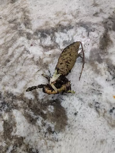 plant/Stylochaeton Bogneri RHIZOME CLUSTER #1-0-thumbnail