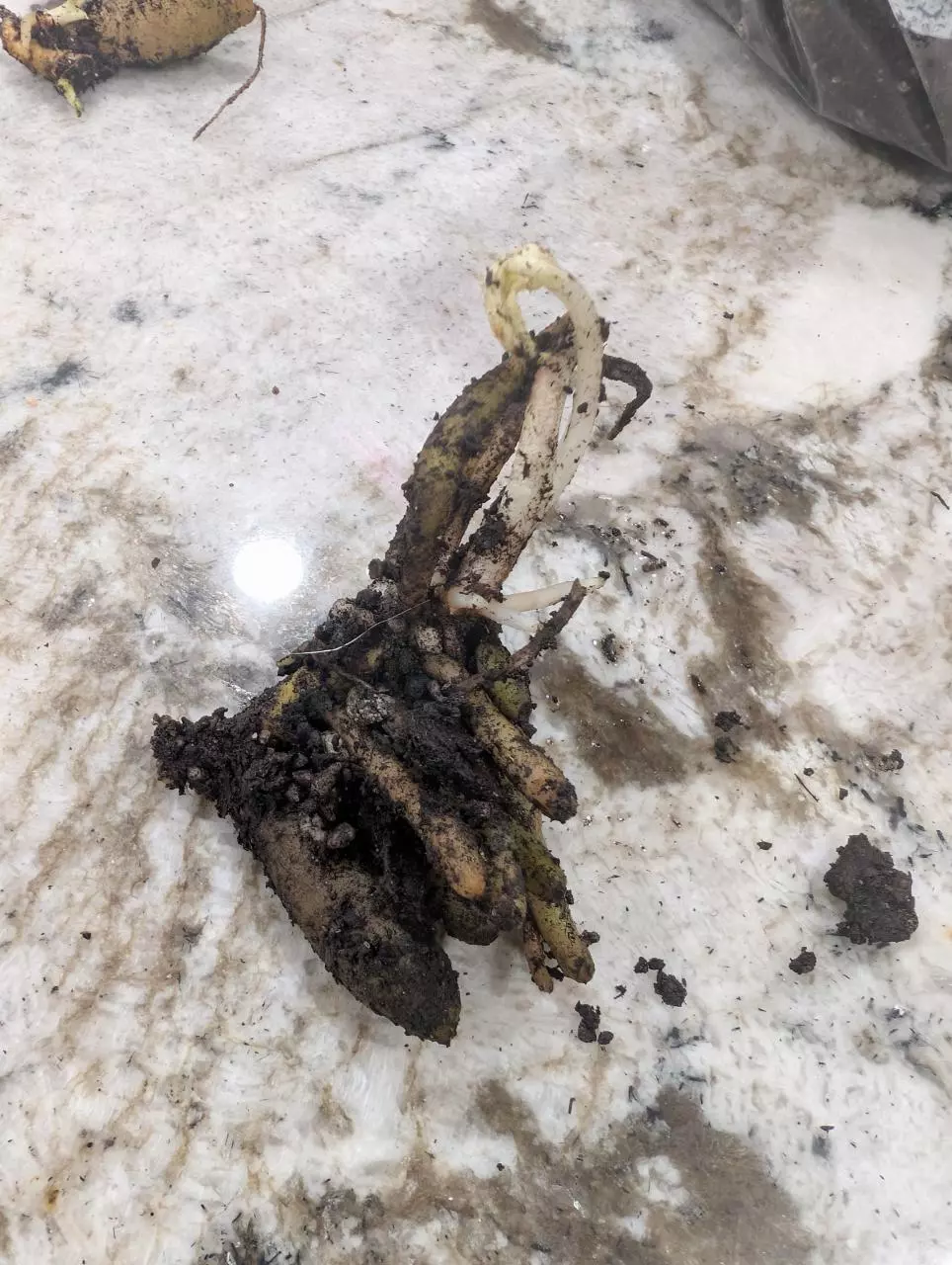 plant/Stylochaeton Bogneri RHIZOME CLUSTER #3-0