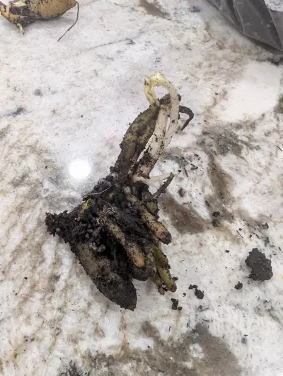 plant/Stylochaeton Bogneri RHIZOME CLUSTER #3-0-thumbnail