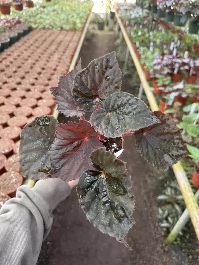 plant/Begonia taconite 4” pot growers choice-2-thumbnail