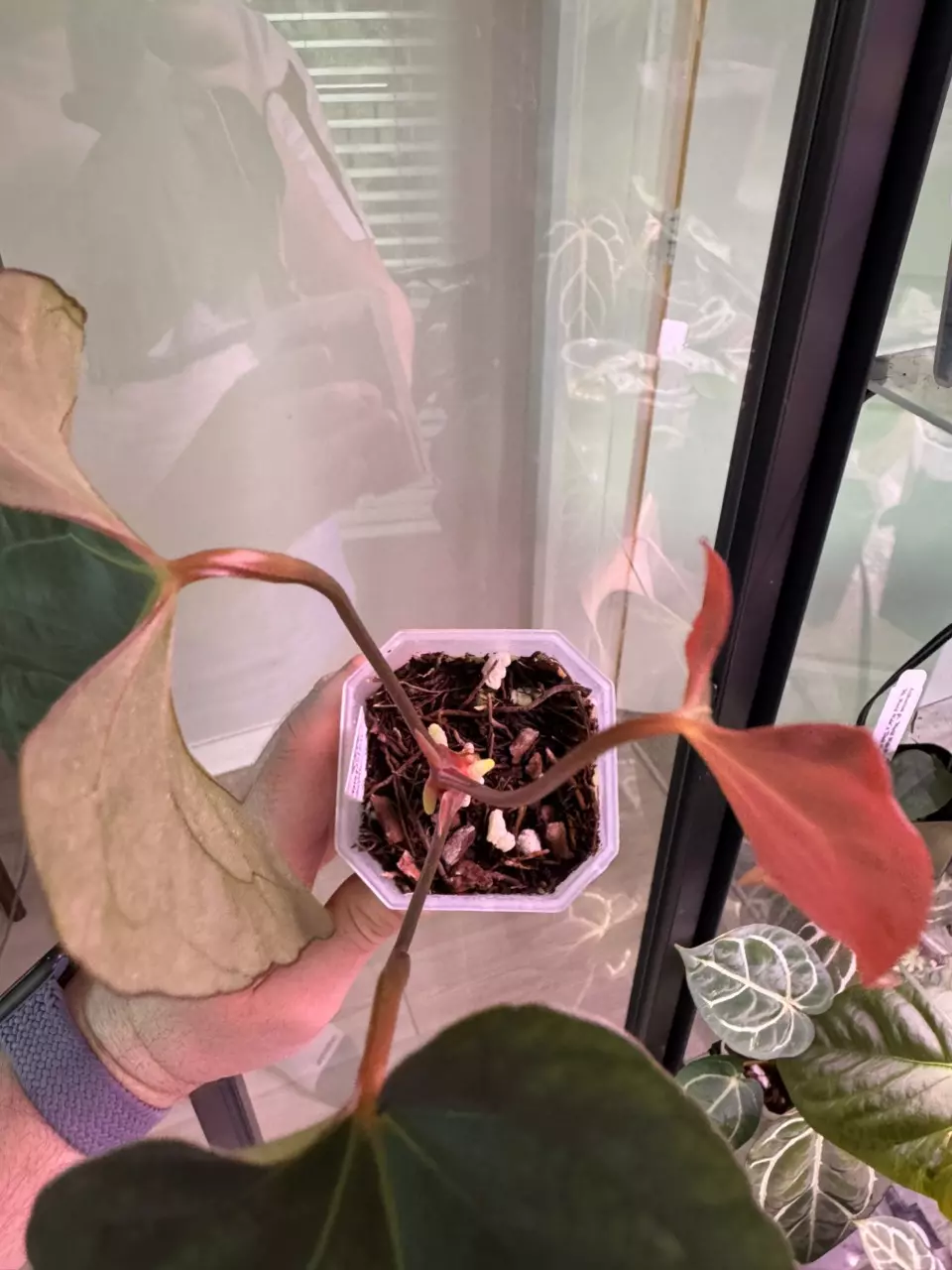 plant/Dark Phoenix x Dorito Port-4