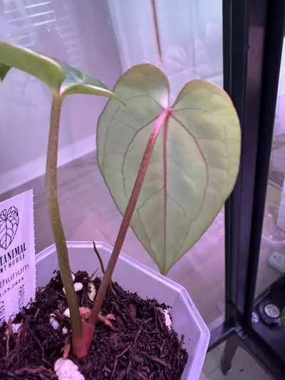 plant/(Pap RA 8x16) x Carla RA 18-1-thumbnail