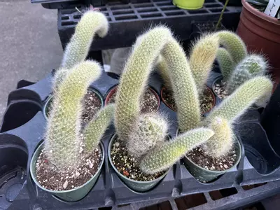 plant/Monkey tail cactus in 4 inch pots-3-thumbnail