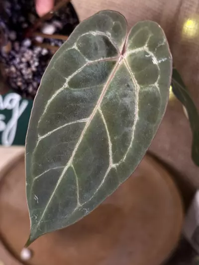 plant/A. Blue Pap x Michelle-2-thumbnail