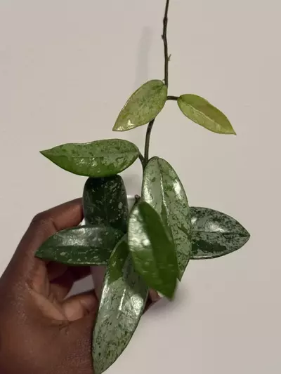 plant/Hoya Wilbur Graves 'China'-2-thumbnail