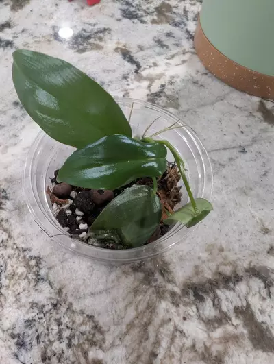 plant/Philo Horses heads-0-thumbnail