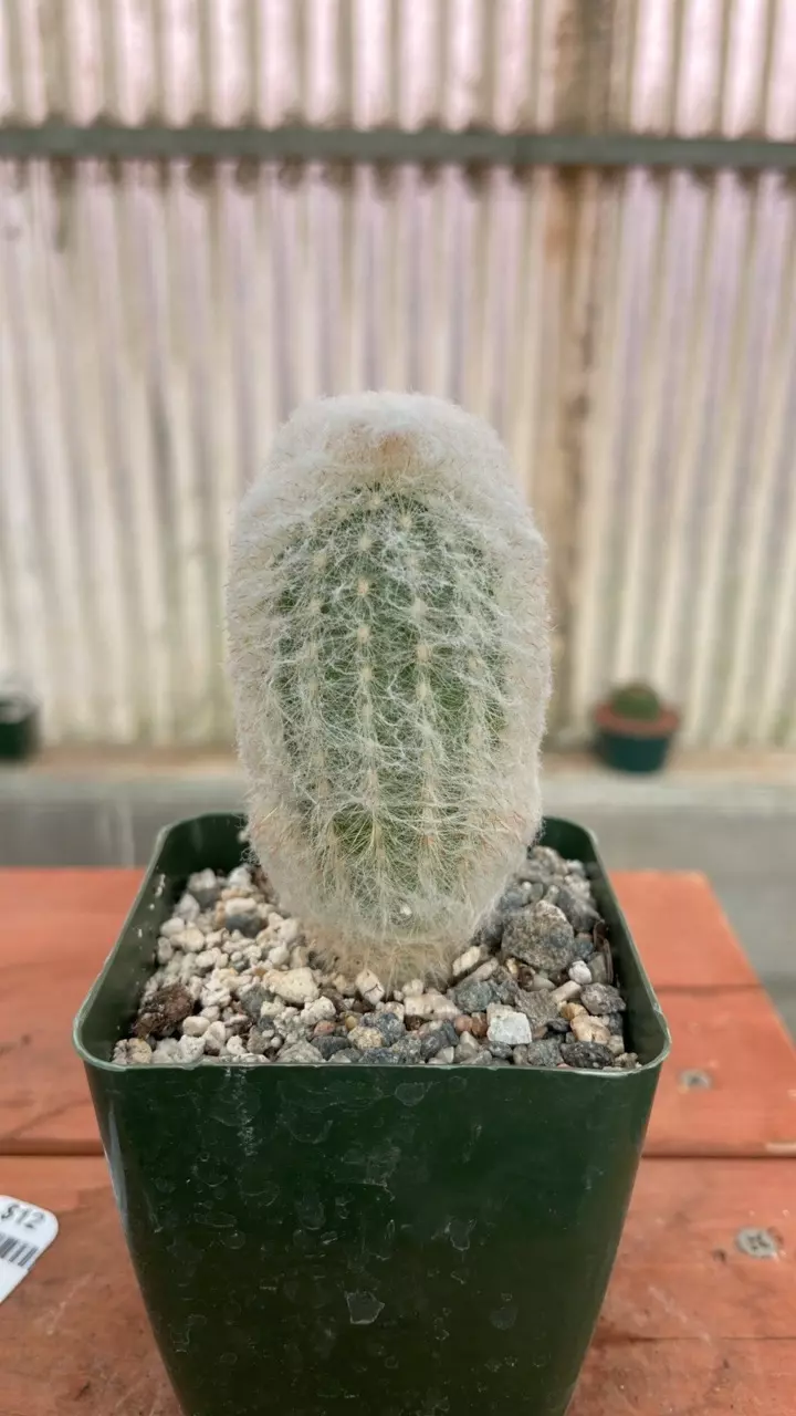 plant/Ps599 Espostoa melanostele inermis-0