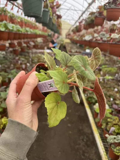 plant/Begonia sericoneura var lindeyana 4” pot growers choice-4-thumbnail