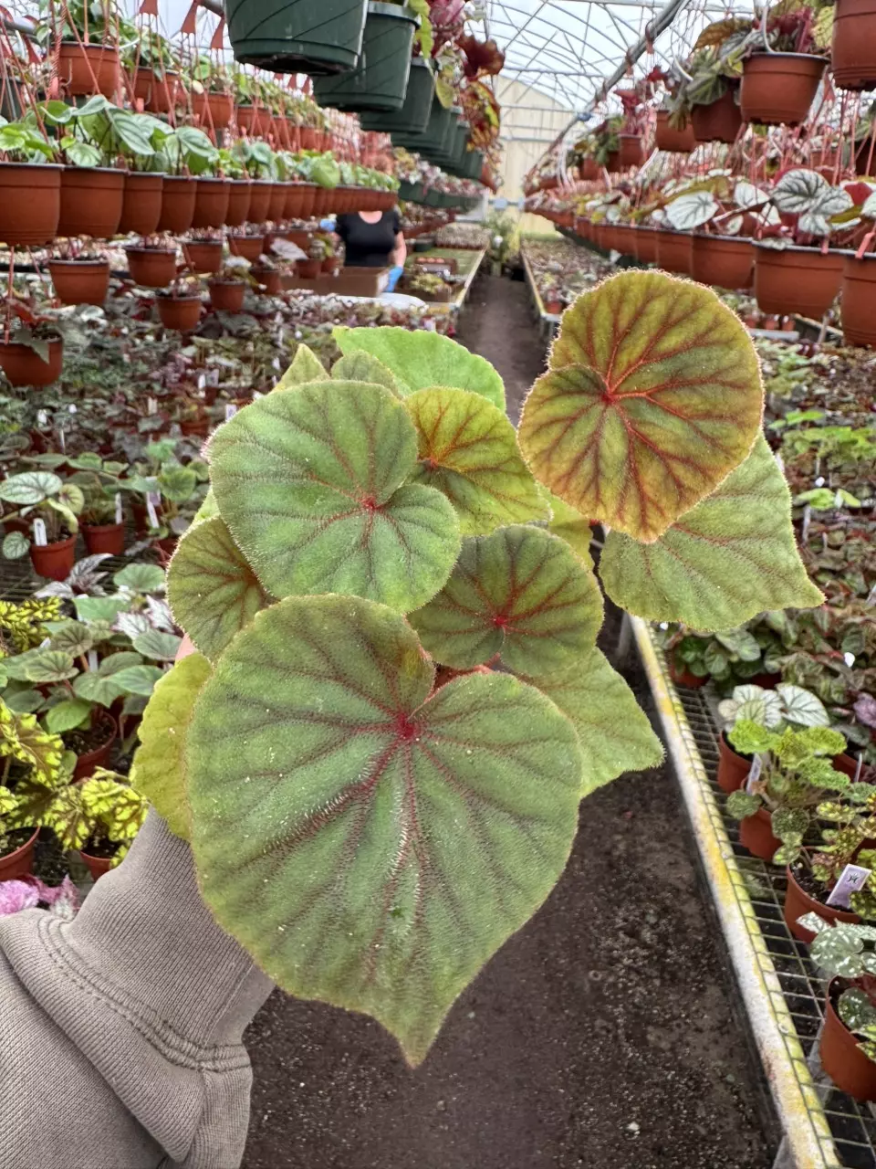plant/Begonia sericoneura var lindeyana 4” pot growers choice-1