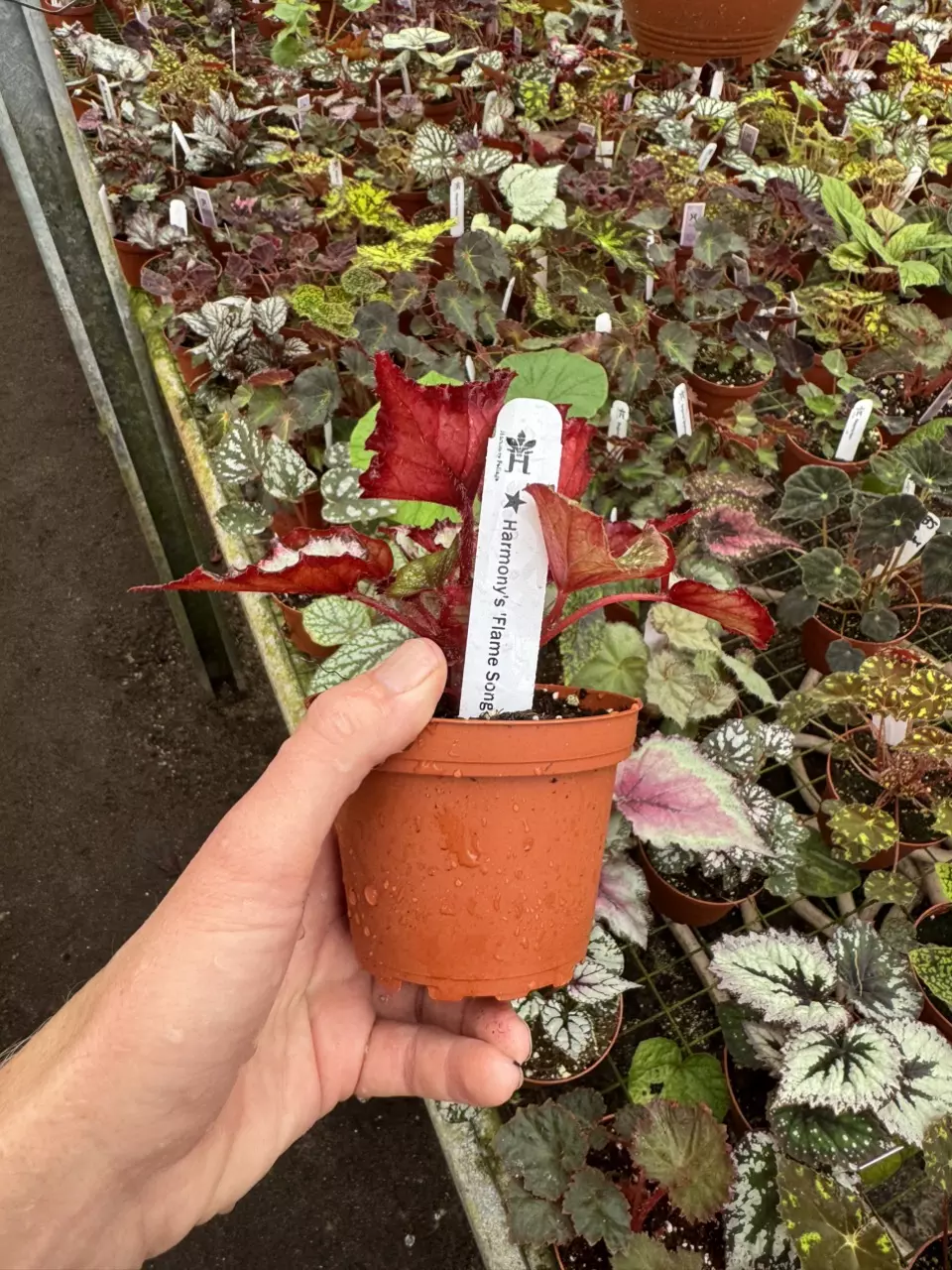 plant/Begonia Harmony’s flame song 4” pot growers choice-6