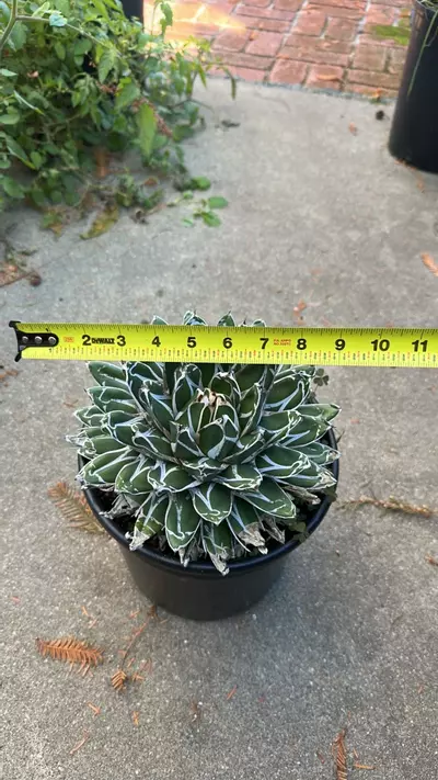 plant/Agave Victoria Regina-2-thumbnail