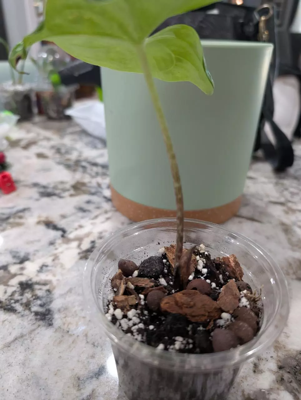 plant/Stylochaeton Bogneri plant #1-1