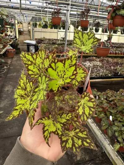 plant/Begonia phoes cleo 4” pot growers choice-2-thumbnail