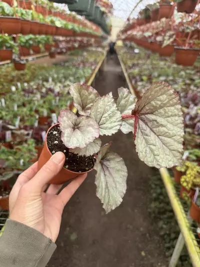 plant/Begonia oteka 4” pot growers choice-3-thumbnail