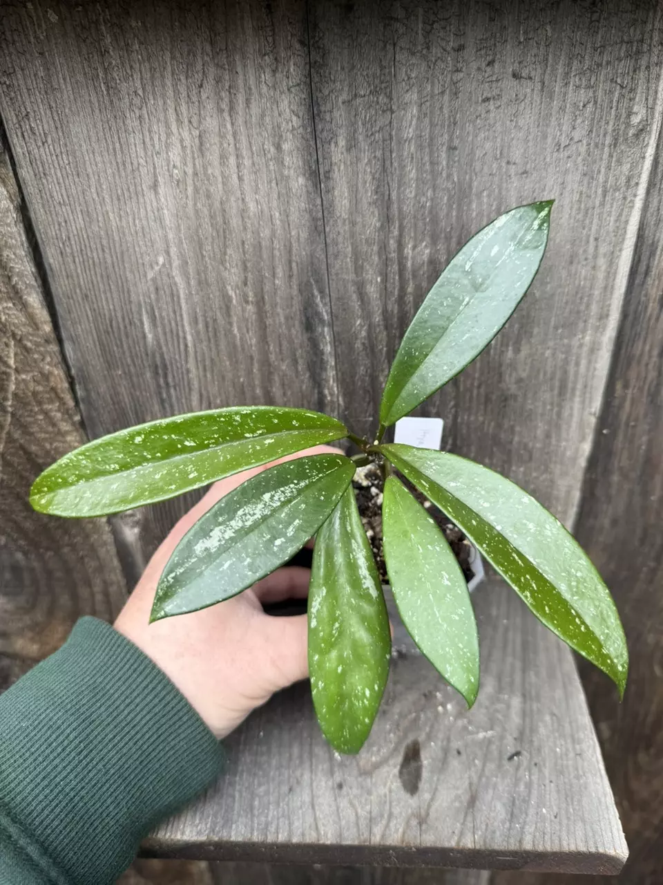 plant/Hoya carnosa ‘Stardust’-1