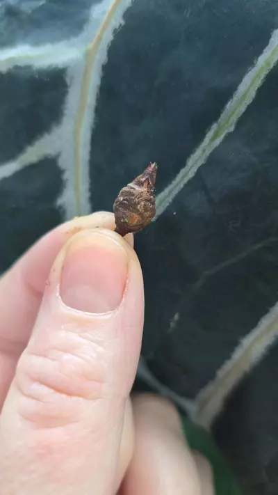 plant/Alocasia Eplithica Albo corm-2-thumbnail