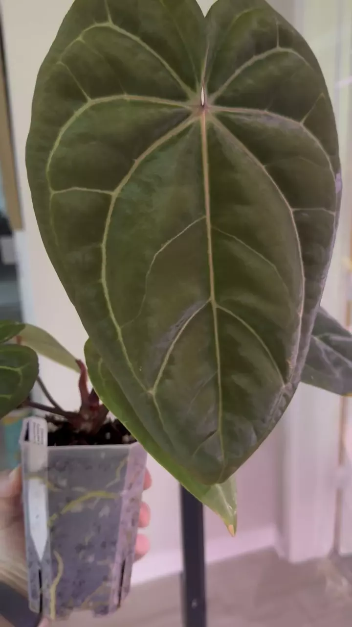 plant/(Stripey Mag x carla.) #4 x (Circus Peanuts x carla.) #2 - understoryoasis-5