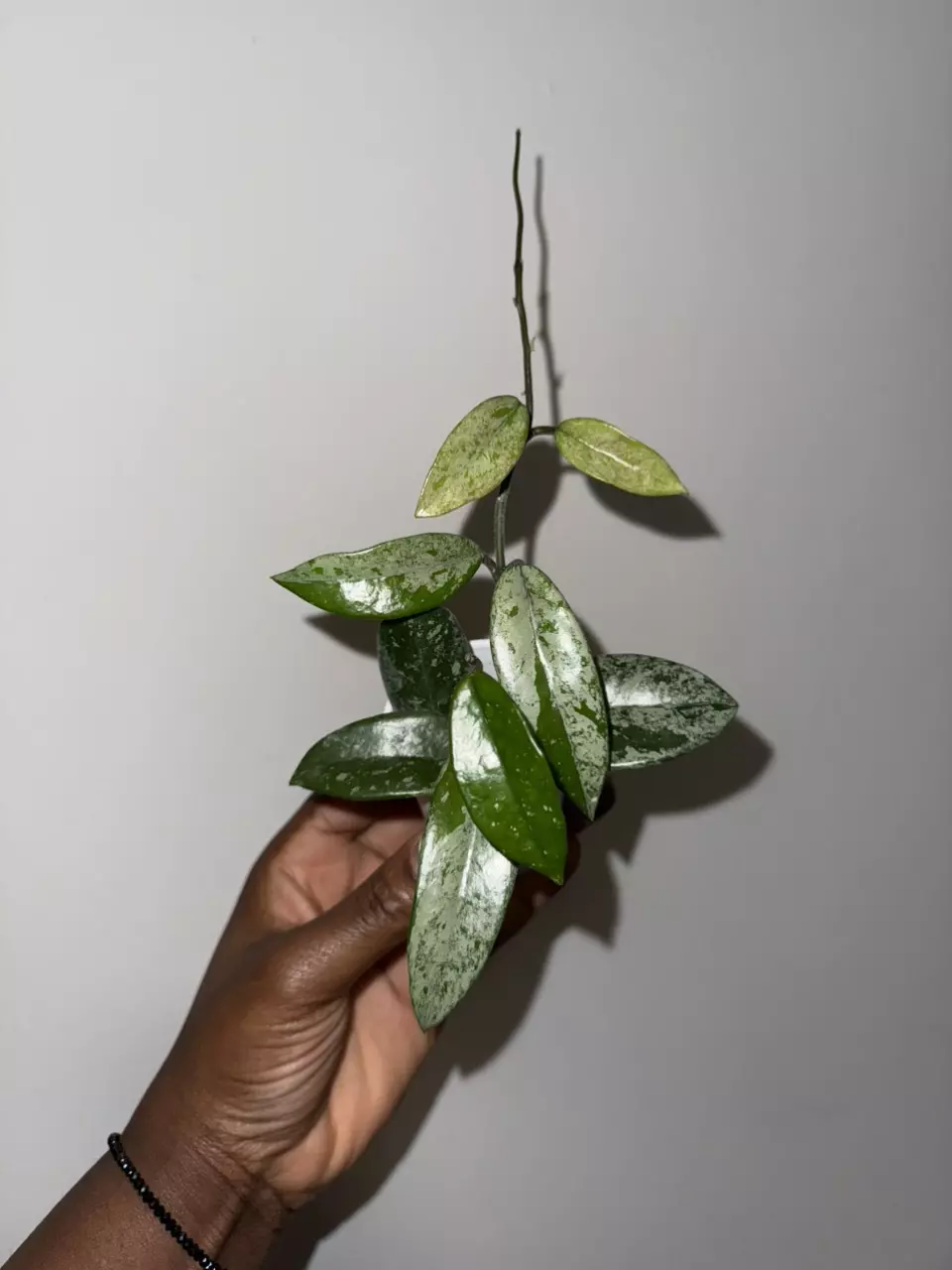 plant/Hoya Wilbur Graves 'China'-1