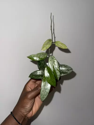 plant/Hoya Wilbur Graves 'China'-1-thumbnail