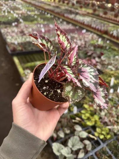 plant/Begonia Harmony’s red star 4” pot growers choice-4-thumbnail