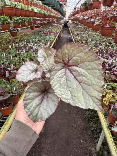 plant/Begonia oteka 4” pot growers choice-0-thumbnail