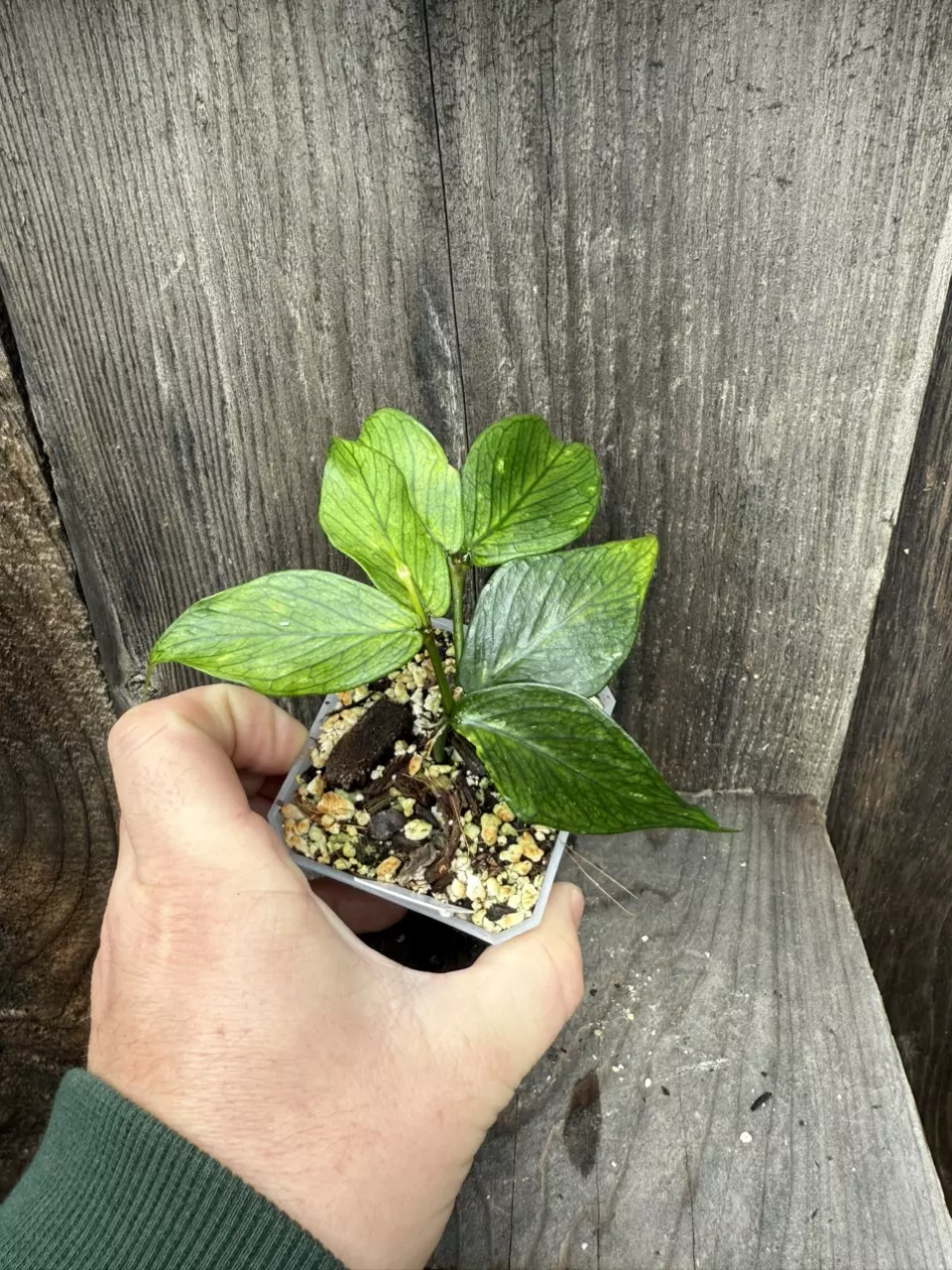 plant/Hoya polyneura-1