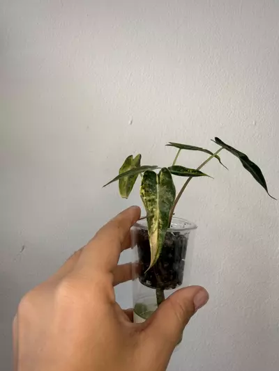 plant/Alocasia Bambino Aurea Pup-0-thumbnail