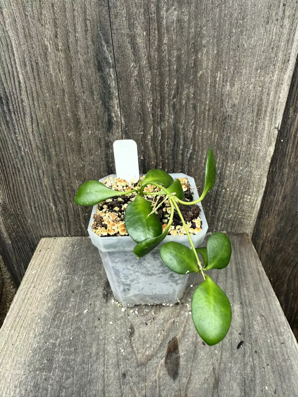 plant/Hoya heuschkeliana yellow flower-0